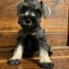 Beautiful Mini Schnauzer puppys