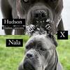 Cane Corso Puppy boy