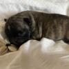 French bull dog puppies for sale!