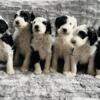 Sheepadoodle puppies