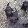 Chocolate lab puppies