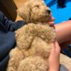 Standard poodle pups available