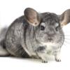 Adult Standard Grey Female Chinchilla Up for Adoption  