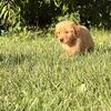 Purebred Red Golden Retriever Puppies
