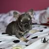 French bulldog puppies