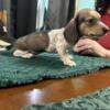 Akc mini red piebald boy