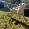 DOGO ARGENTINO PUPPIES