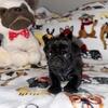 Pug puppies 