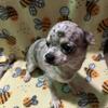 AKC Blue Merle Chihuahua puppy