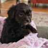 TeaCup Parti Clrc Yorkie pups