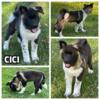 CiCi - female Akita puppy born 6-20-24