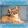 AKC Chihuahua Puppies- Kenzie- Longcoat Female