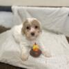 Shihpoo puppies for sale