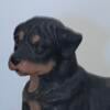 Vintage Rottweiler cocker spaniel collie kitten dog puppy home garden