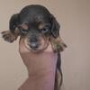 Female miniature dachshund pups ready 9 11 26