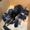 AKC Doberman puppies