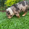 AKC registered Chocolate tri tweed merle English Bulldog for stud only