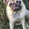 Young Female Pug