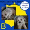 Maltese puppies, Akc. 2 girls 1 boy