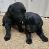 AKC Registered Black Labrador Retriever Puppies