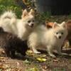 Pomeranian puppies bd may 9. Call 231 225 5590