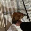 Cane corso king shepherd puppies ready to go!