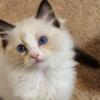 TICA Registered Ragdoll Kittens