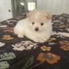 Female Pomeranian - Hollywood FL