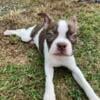 Rock AKC Boston Terrier boy