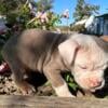 Olde English Bulldogge, boy