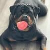 Looking to rehome 2.5 year old European fixed female Rottweiler