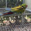 Macaw Diferente mutation