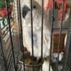 Umbrella Cockatoos for sale!