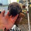 AKC English Mastiff Puppies