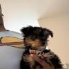 YORKIEPOO