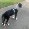 Bully/Boxer Mix 6mos Franklin, VA