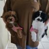 Cavapoo puppies