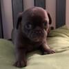 Pug/Chihuahua mix puppies Chugs