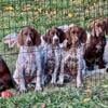 FOR SALE AKC German Shorthair Pointer Puppies