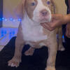 Xl bully male puppy