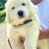 Great Pyrenees puppies available!