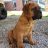 AKC FEMALE BULLMASTIFF PUPPIES for sale near me