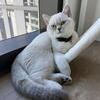 British Short Hair Scottish fold Mix 