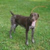 German Shorthair Puppies