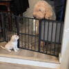 Goldendoodle pups ifor that Pawfect Christmas Gift!🎁