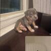 AMERICAN BULLY PUPPIES STEAL OF THE YEAR