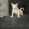 American bully ukc registered