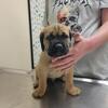 Cane Corso Puppies