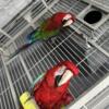 Green wing macaw pair male and female