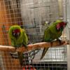 Military pair macaws
